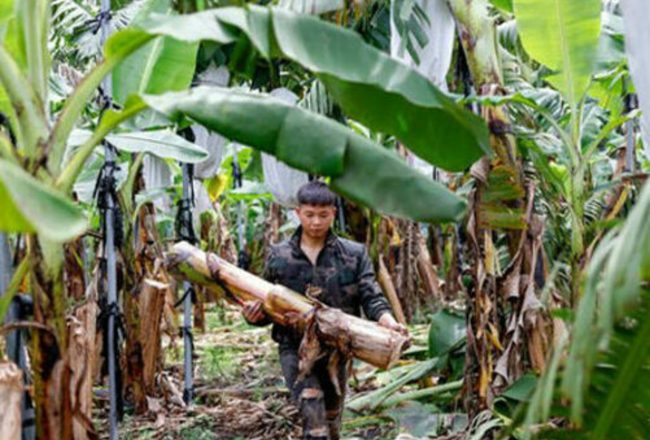 la fibre de banane llgance durable de tawan modalova